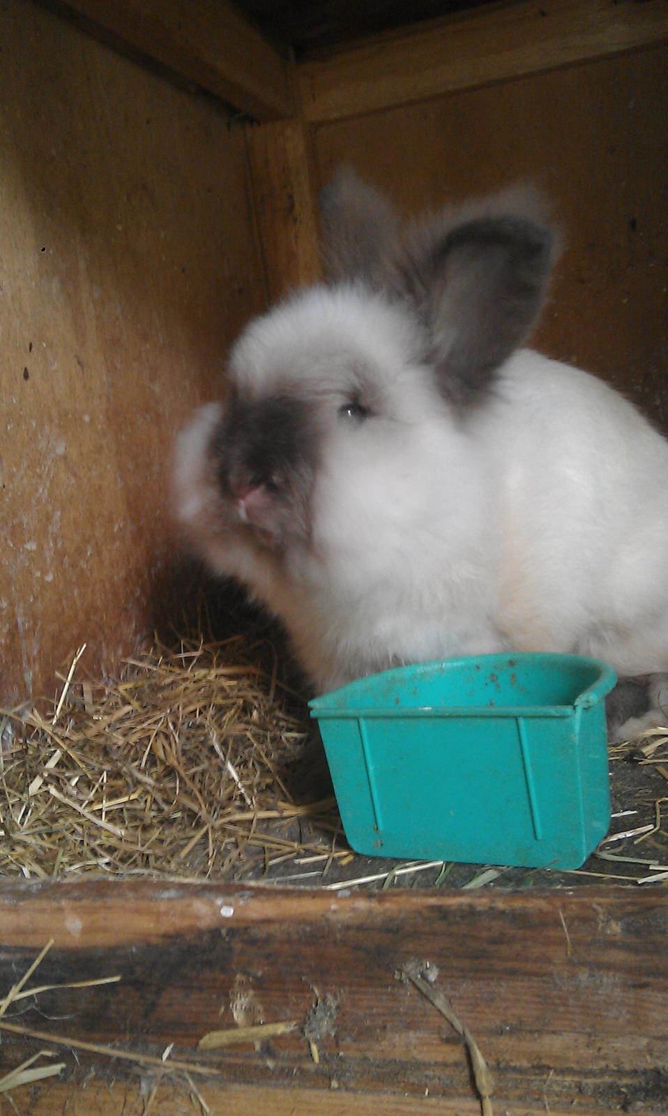 Kanin Biebers J Biebs billede 4