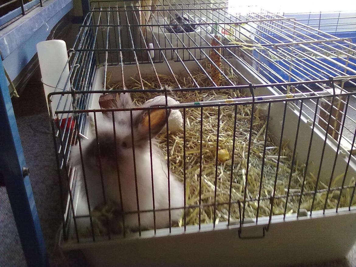 Kanin Biebers J Biebs - Biebs da han var de 2-3 måneder. billede 5