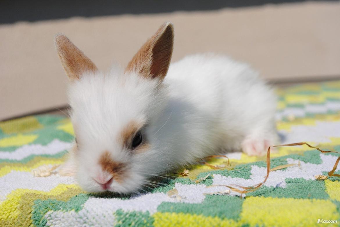 Kanin Unik`s Manhatten - Det bedste billed Stald-Unik har taget af hende da hun var ca. 1 måned gammel billede 2