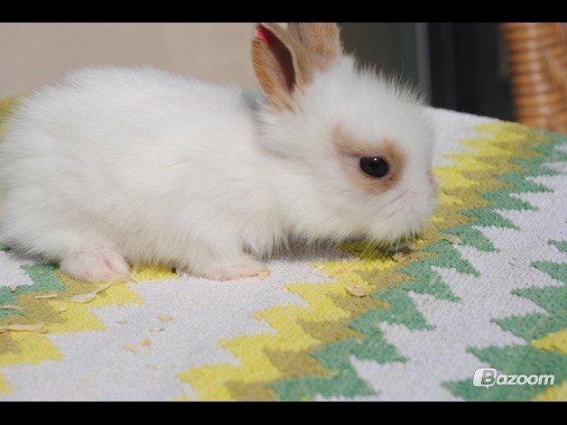 Kanin Unik`s Manhatten - Den lille uldtot er nysgerig billede 3