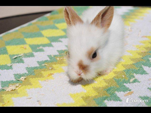 Kanin Unik`s Manhatten - Søde lille Manhatten billede 4