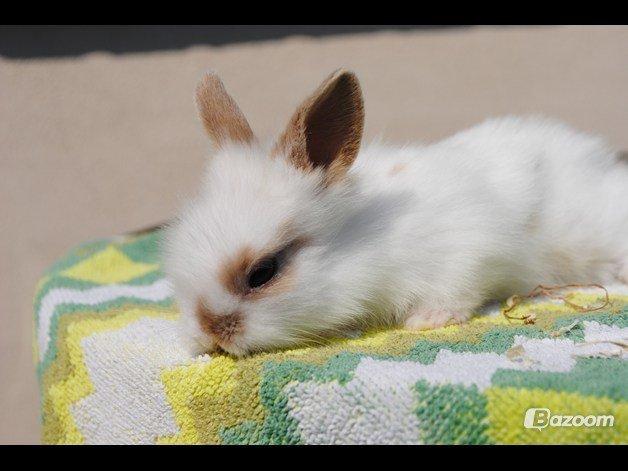 Kanin Unik`s Manhatten billede 5