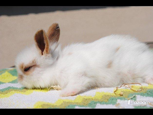 Kanin Unik`s Manhatten billede 6