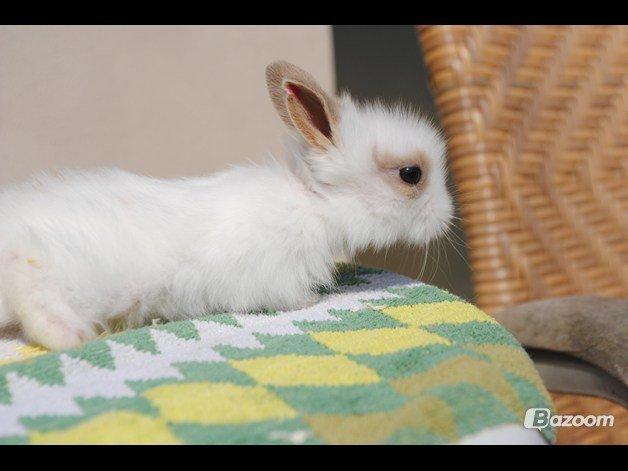 Kanin Unik`s Manhatten billede 7