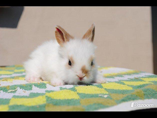 Kanin Unik`s Manhatten billede 8