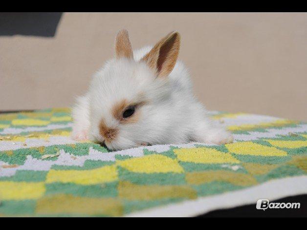 Kanin Unik`s Manhatten billede 9