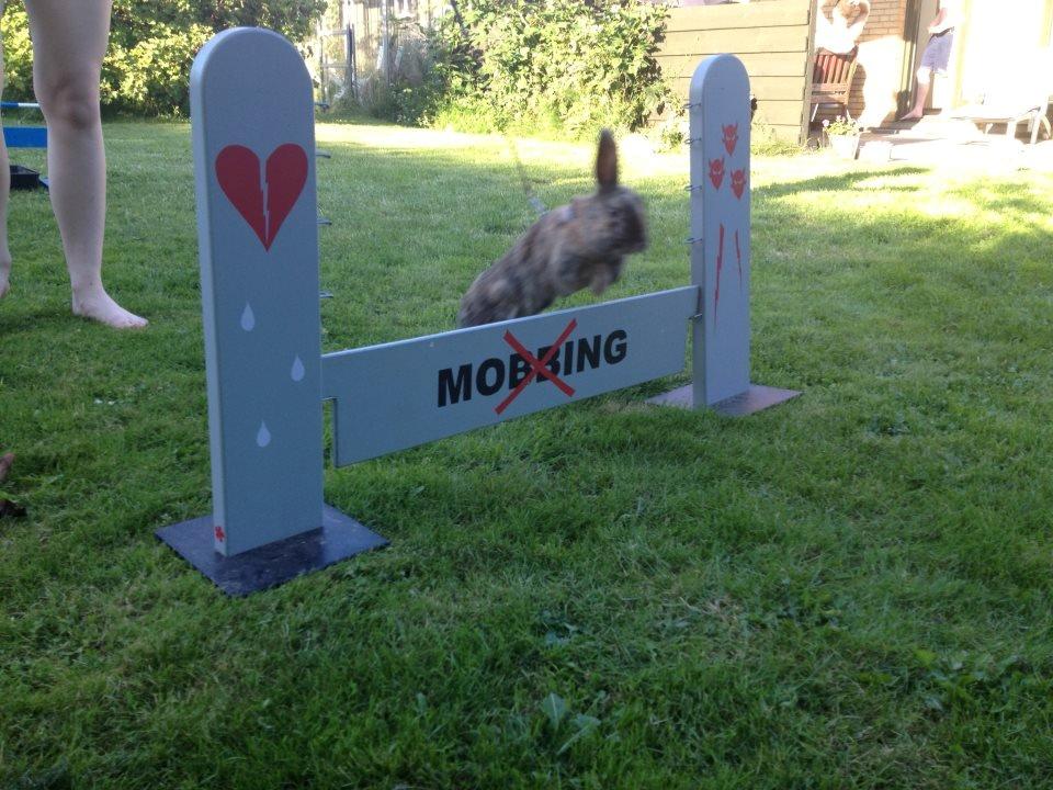 Kanin Staldlyne's Damon billede 12