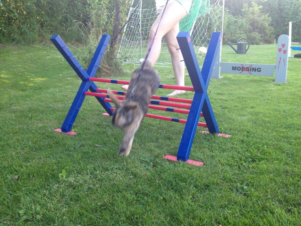 Kanin Staldlyne's Damon billede 13