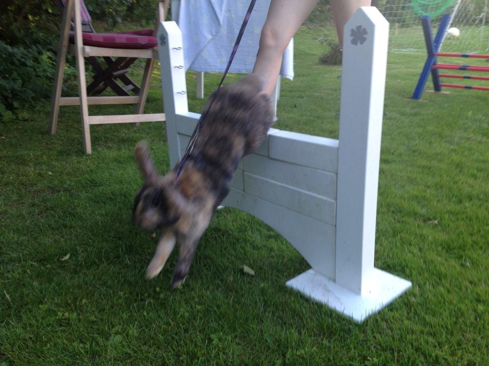 Kanin Staldlyne's Damon billede 14