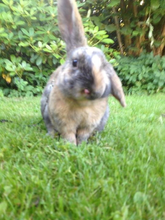 Kanin Staldlyne's Damon billede 15