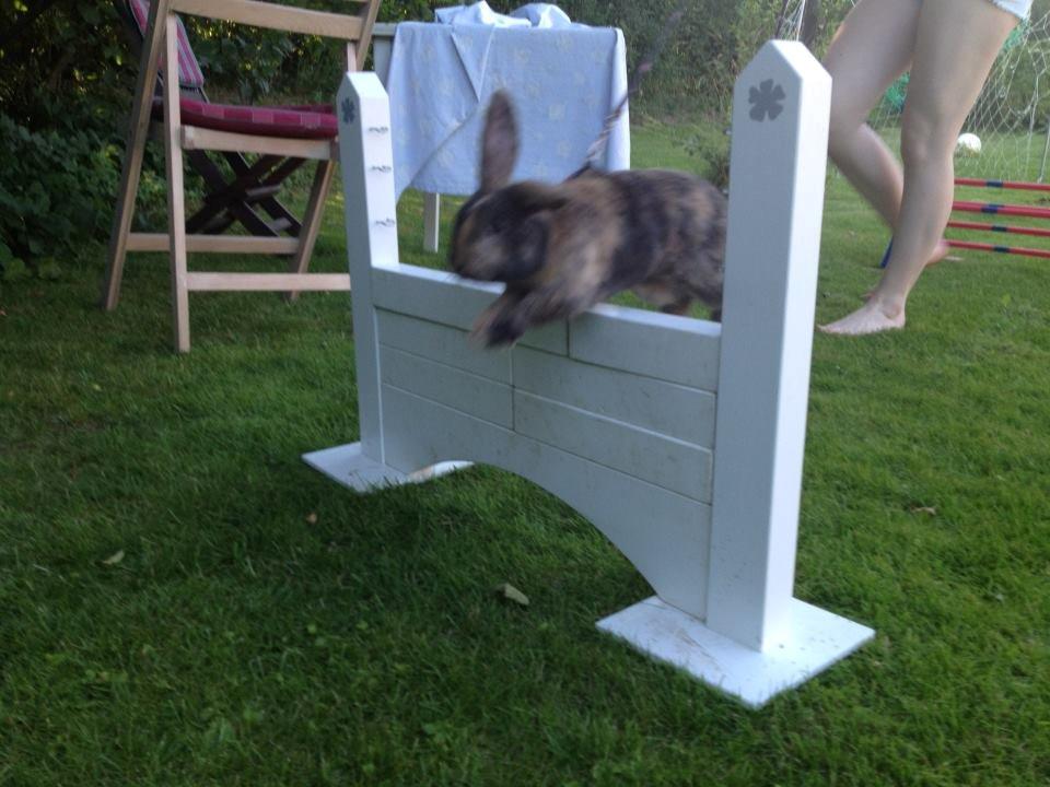 Kanin Staldlyne's Damon billede 16