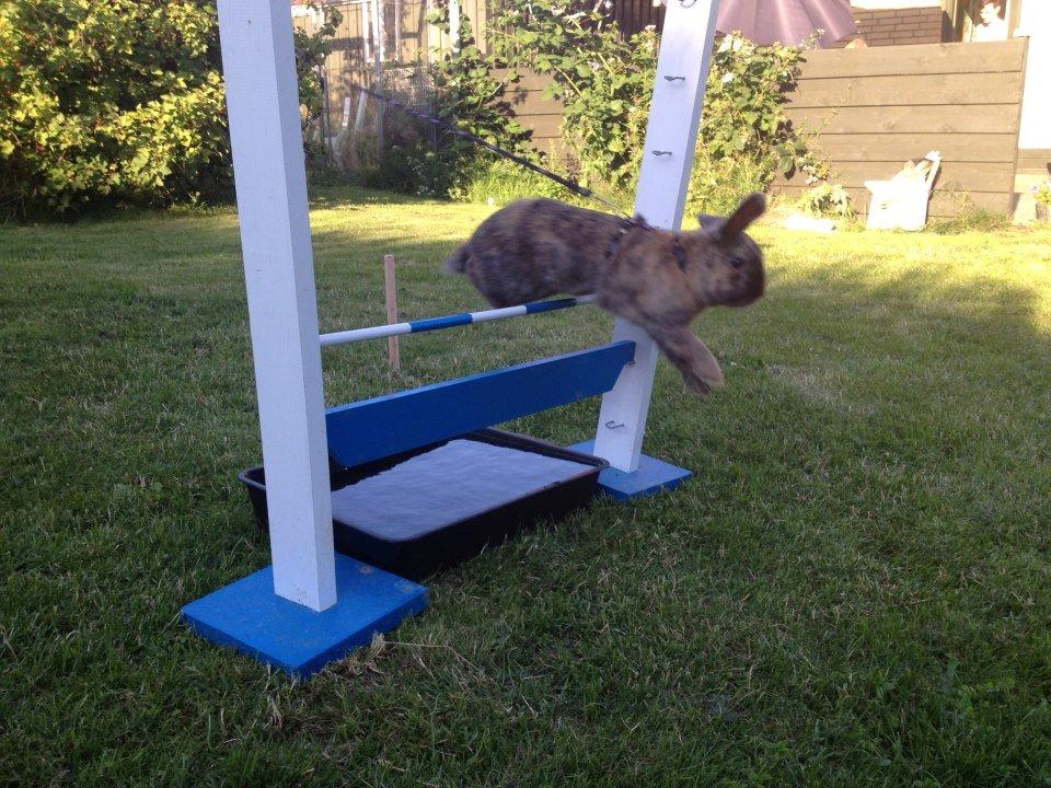 Kanin Staldlyne's Damon billede 8