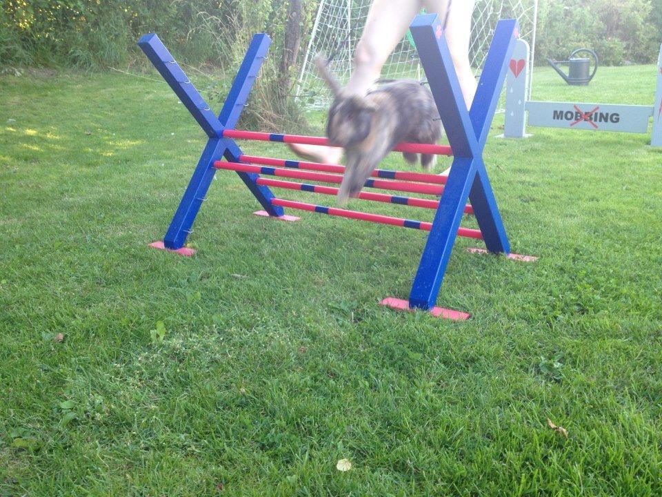 Kanin Staldlyne's Damon billede 17