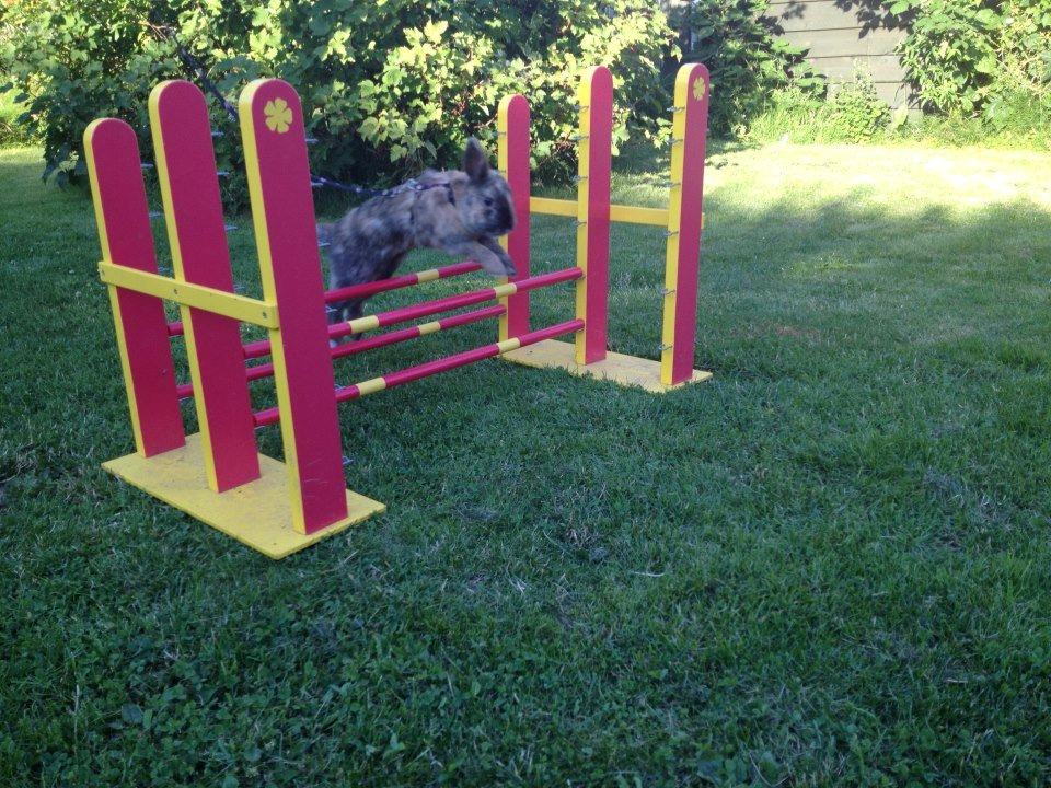 Kanin Staldlyne's Damon billede 18