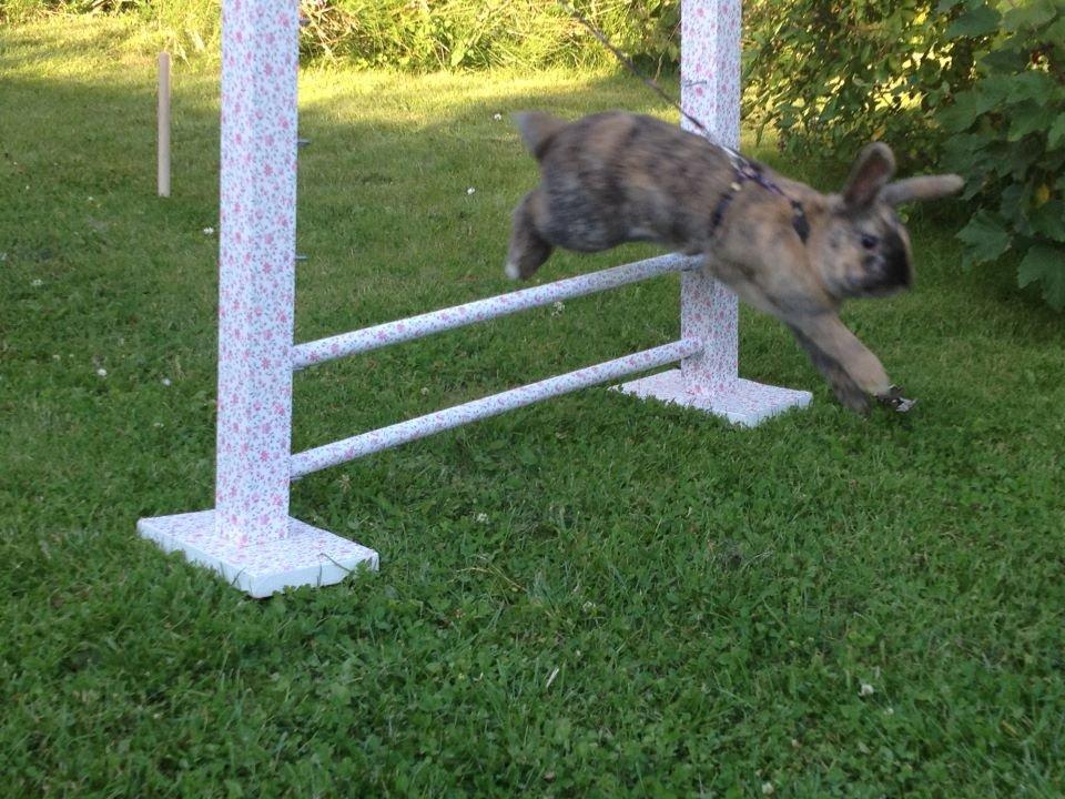 Kanin Staldlyne's Damon billede 19