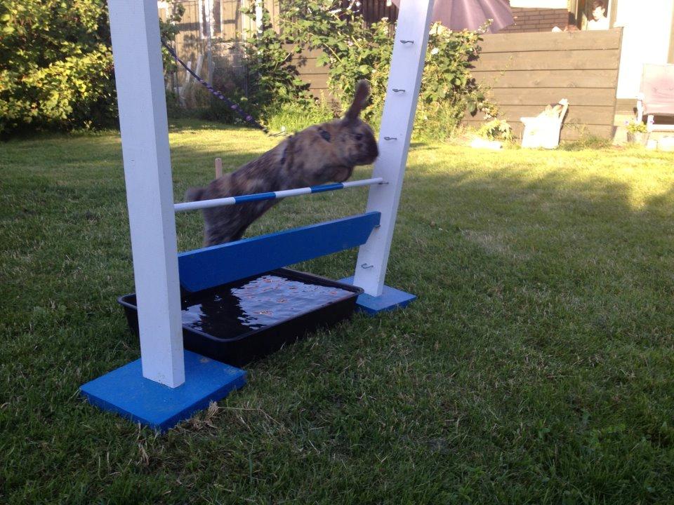 Kanin Staldlyne's Damon billede 20