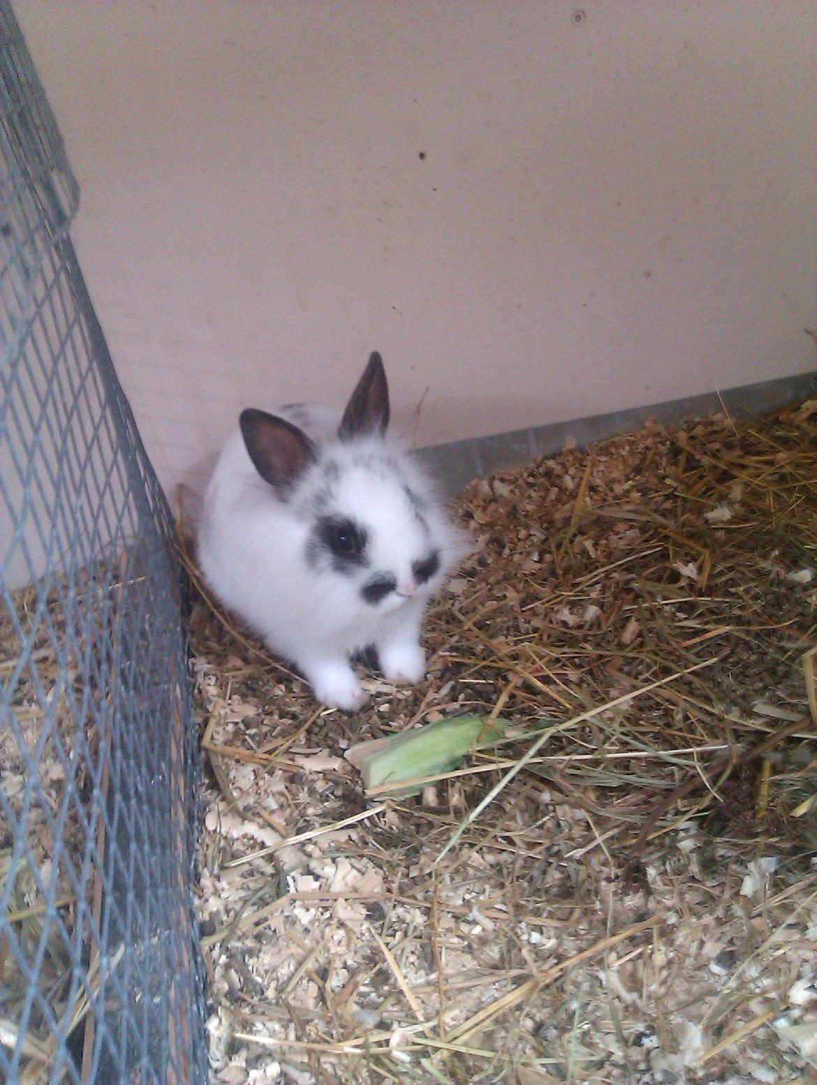 Kanin Stald Ingemann's Jumper<3 - Jumper lige taget væk fra mor.. :) billede 6