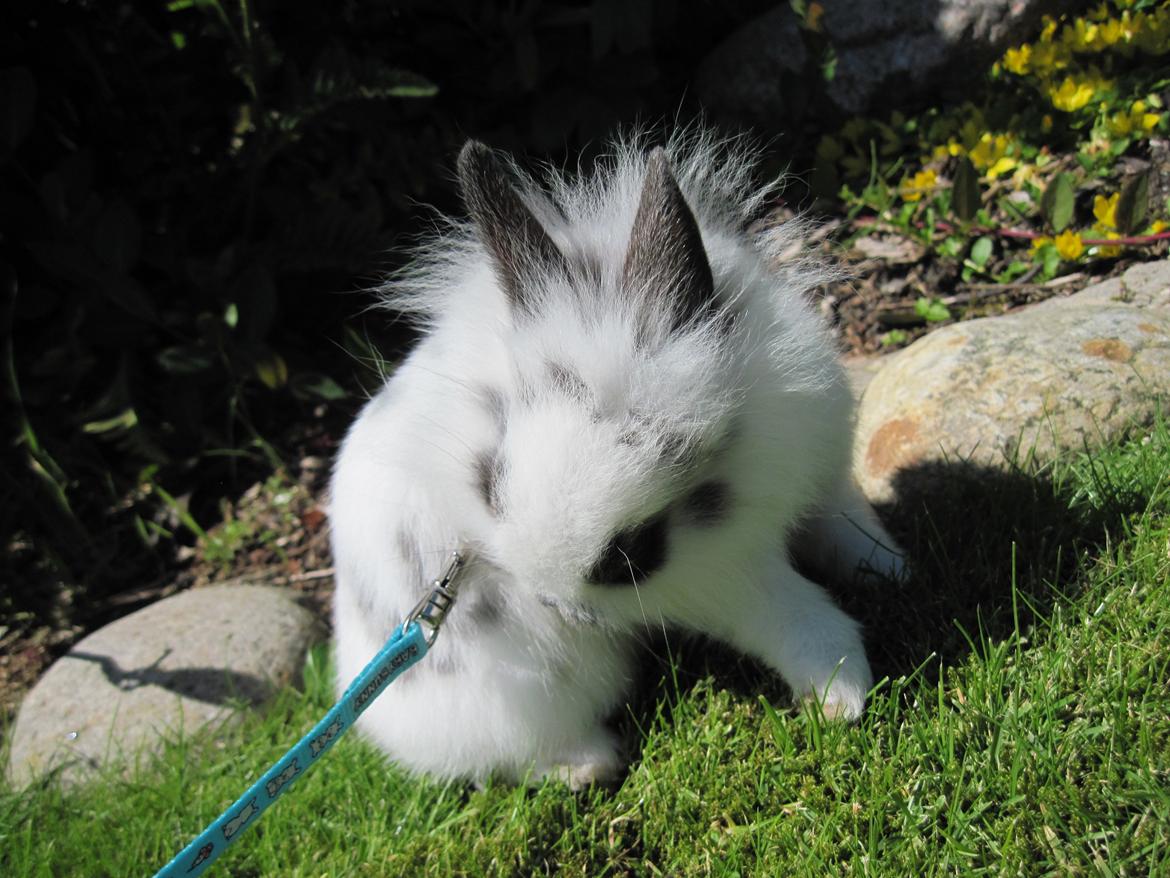 Kanin Stald Ingemann's Jumper<3 - Ude i sele :) billede 2