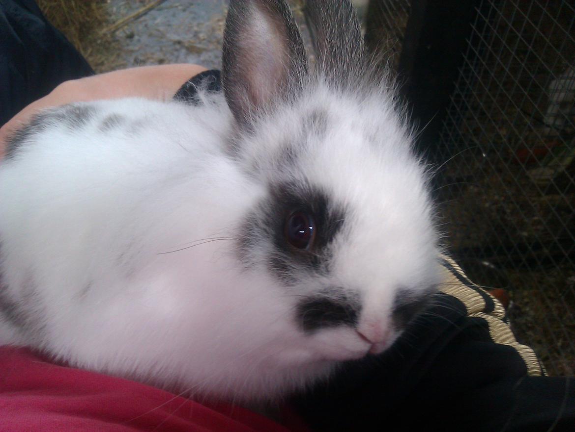 Kanin Stald Ingemann's Jumper<3 billede 11