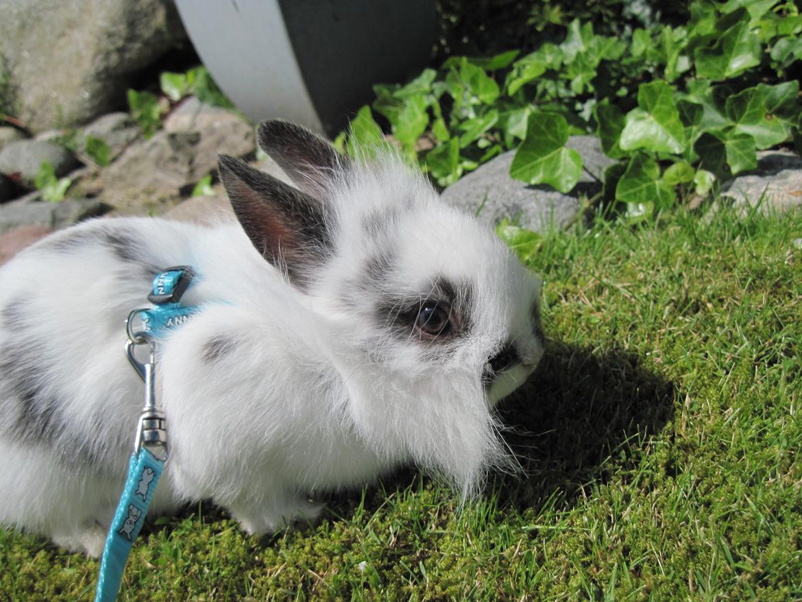 Kanin Stald Ingemann's Jumper<3 - Velkommen til Jumper's profil! ;) billede 1