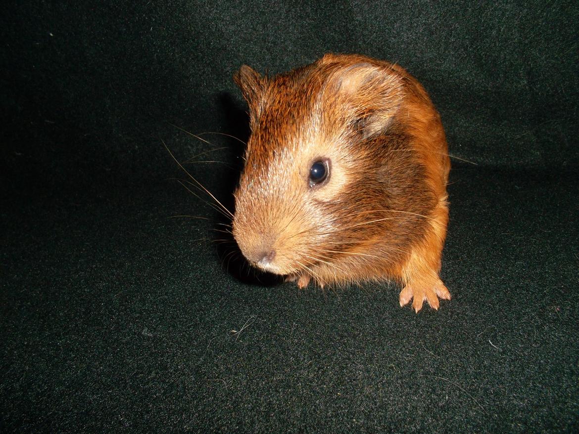 Marsvin Gizmo billede 2