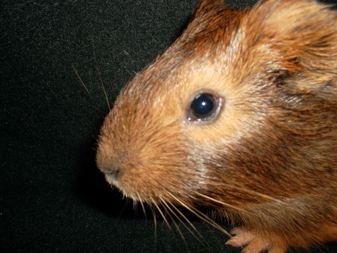 Marsvin Gizmo billede 8