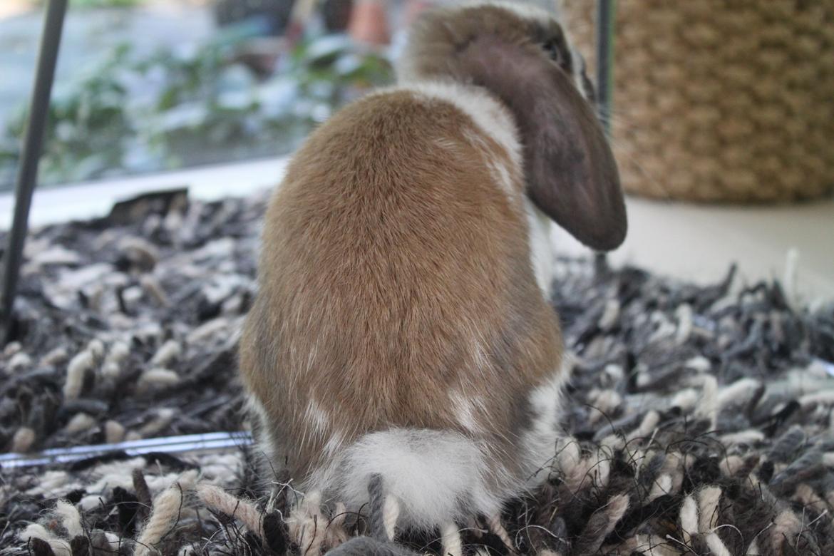 Kanin CAs Arecurius Donn billede 7