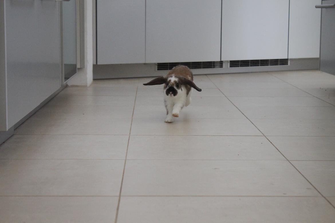 Kanin CAs Arecurius Donn billede 8