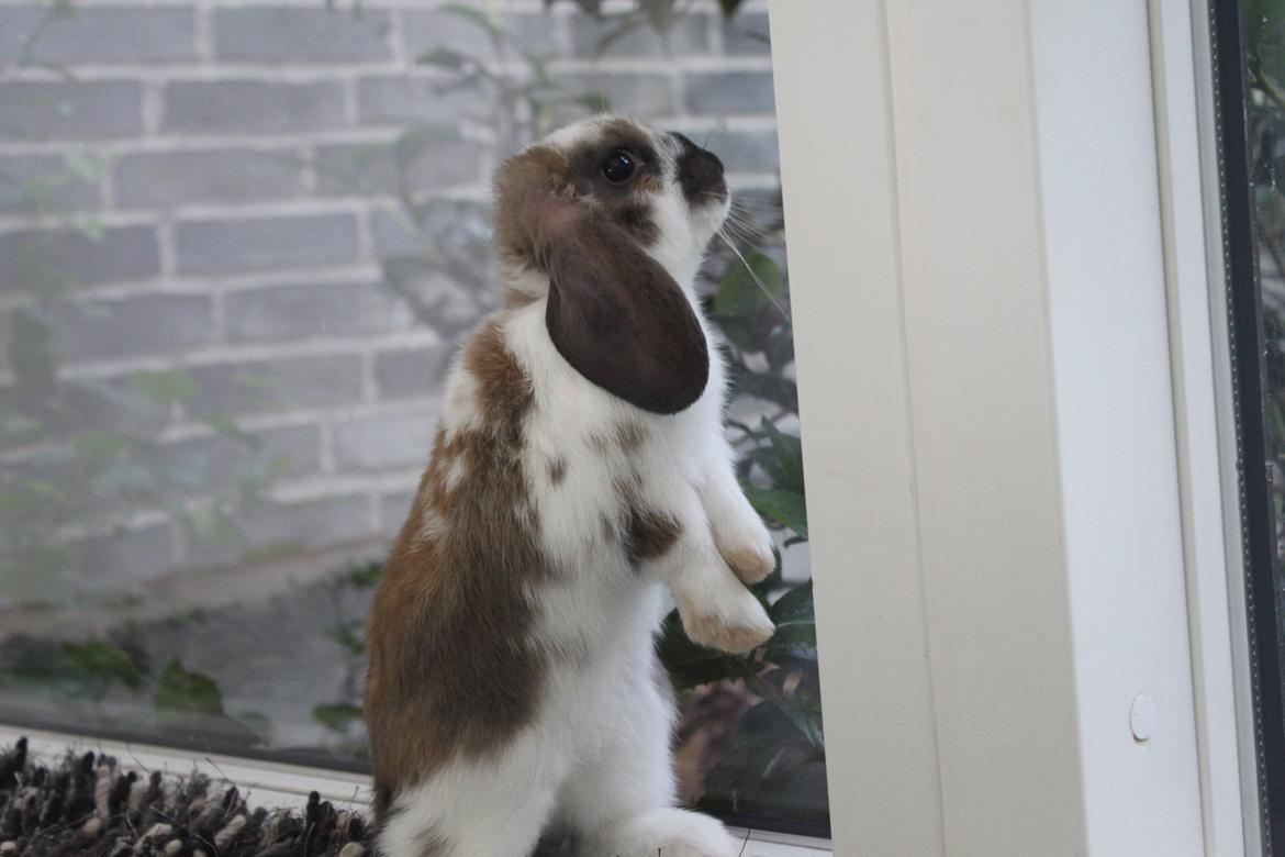 Kanin CAs Arecurius Donn billede 9