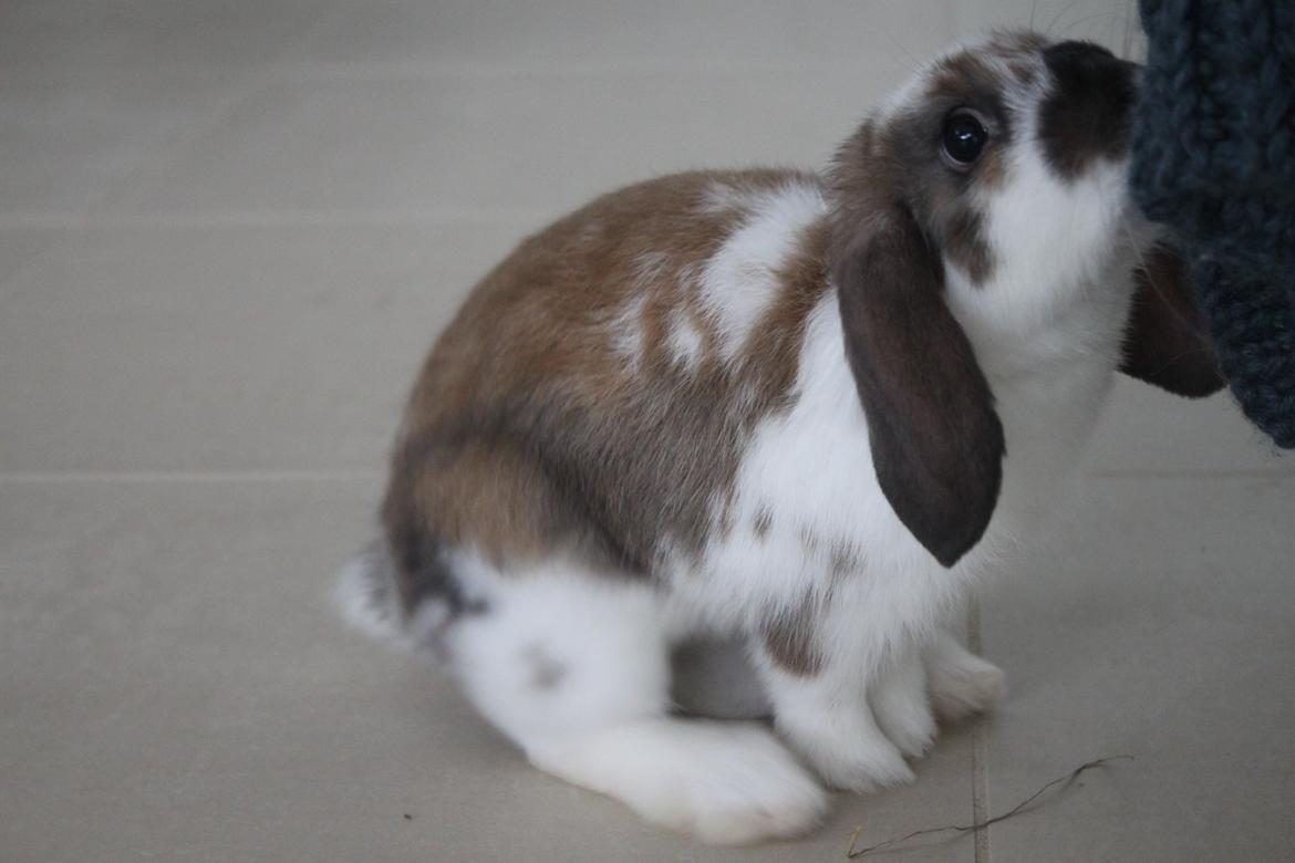 Kanin CAs Arecurius Donn billede 4