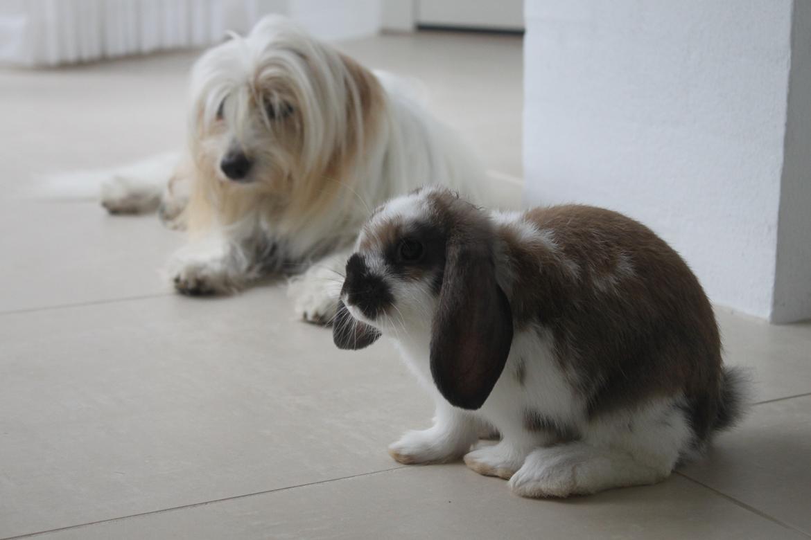 Kanin CAs Arecurius Donn billede 10