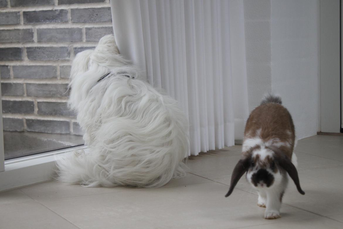 Kanin CAs Arecurius Donn billede 11