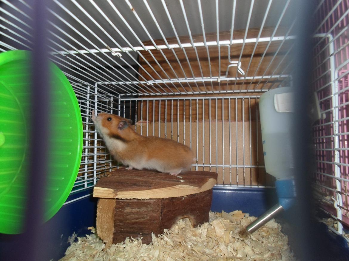 Hamster briana billede 1