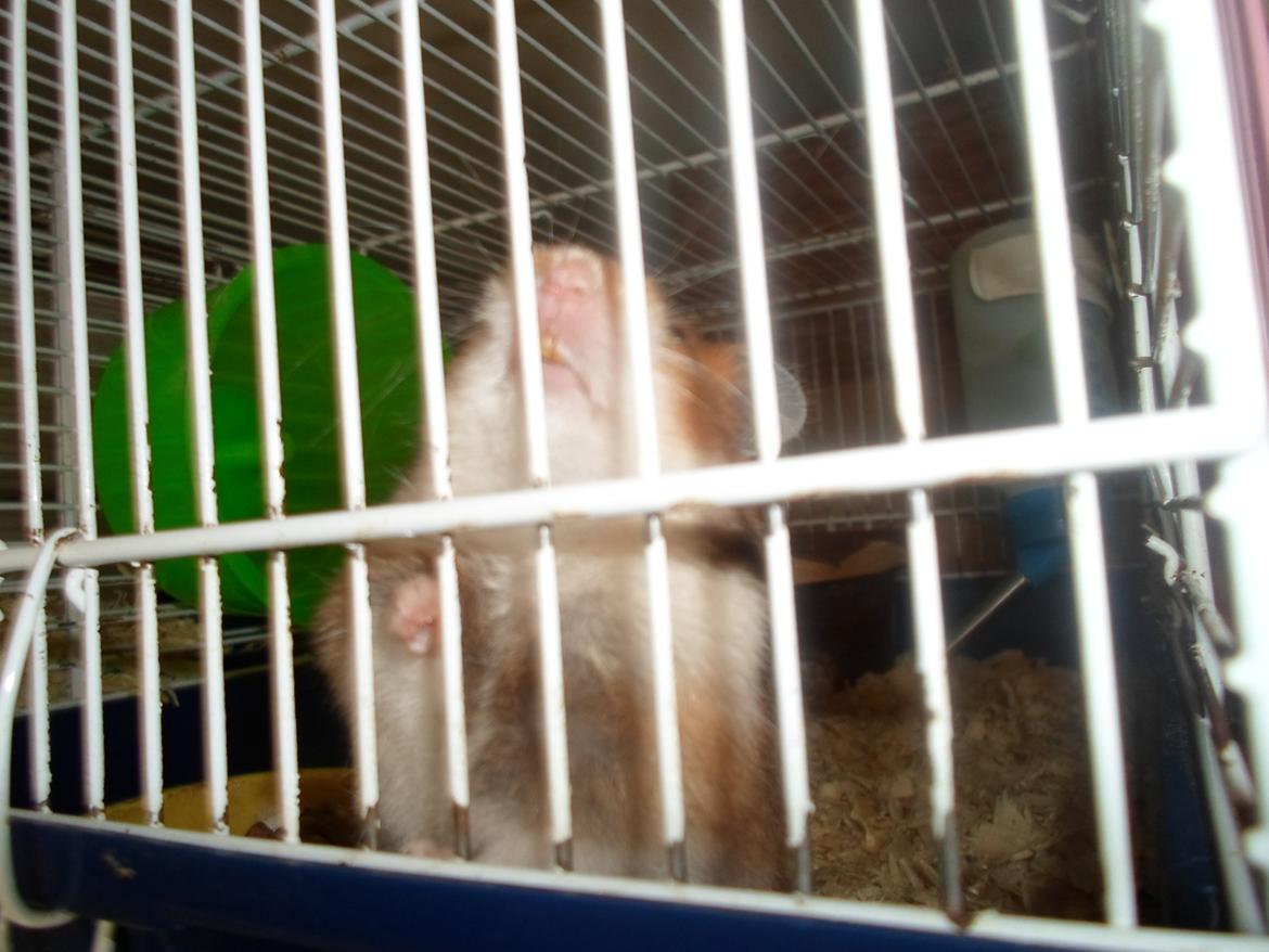 Hamster briana billede 2
