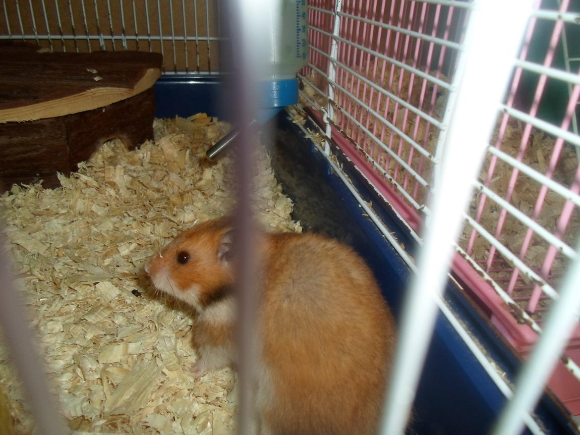 Hamster briana billede 3