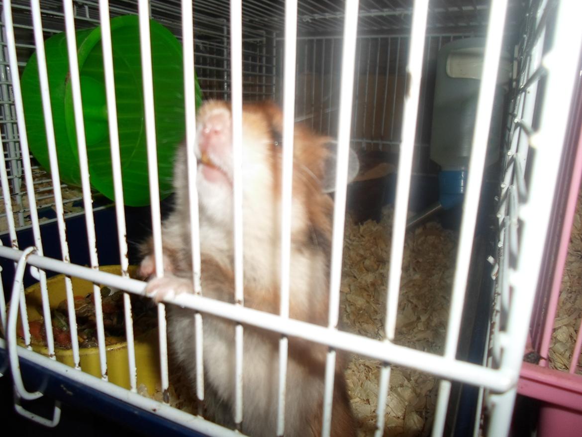 Hamster briana billede 4