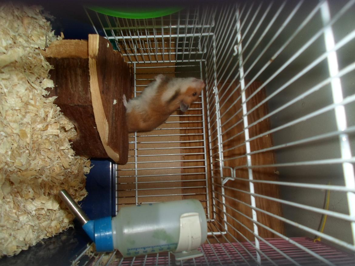 Hamster briana billede 5