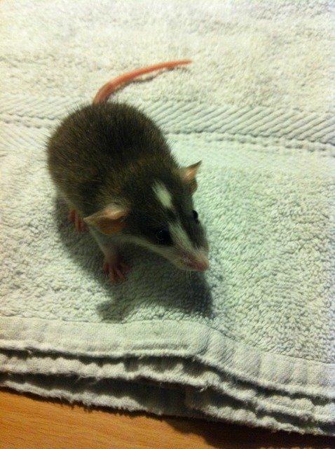 Tamrotte Hazel RIP billede 5