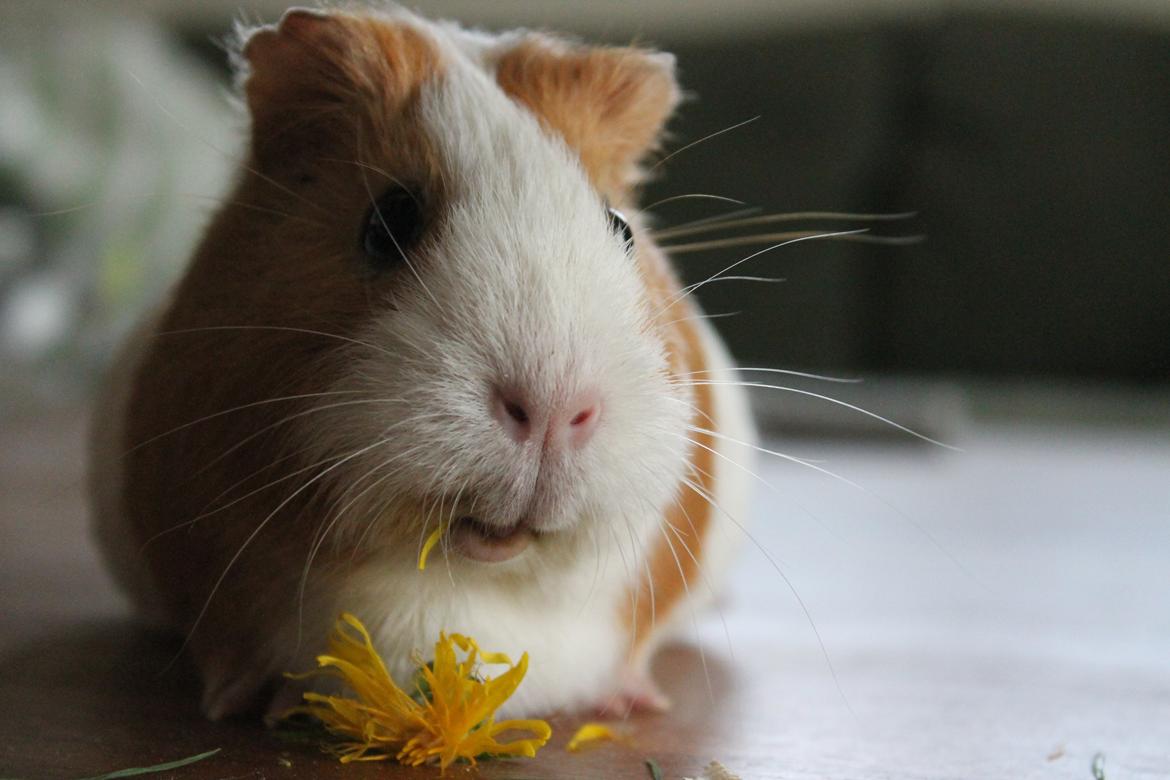 Marsvin Nelly billede 4