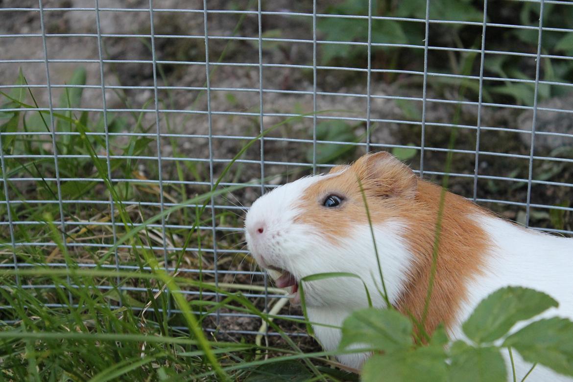 Marsvin Nelly billede 1