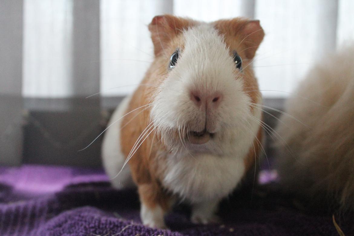 Marsvin Nelly billede 3