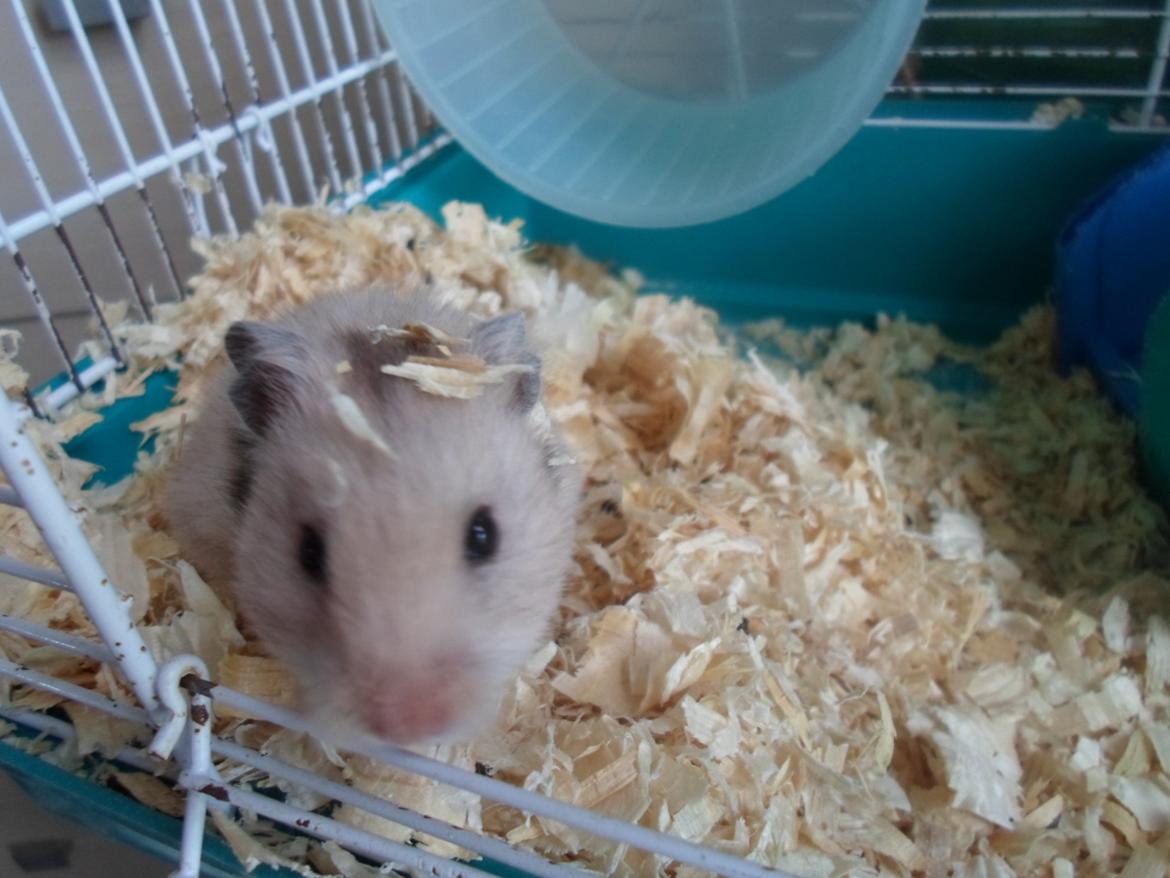 Hamster Bianca billede 1