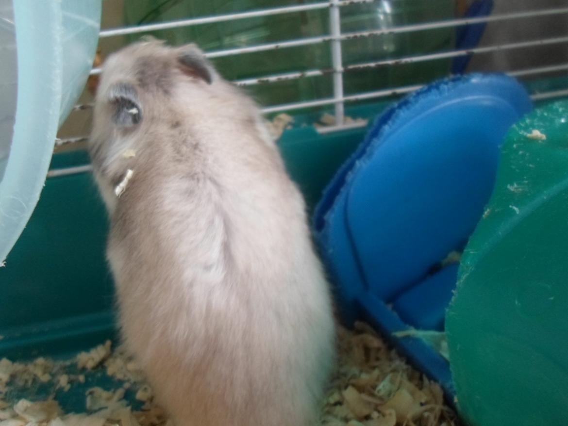 Hamster Bianca billede 2