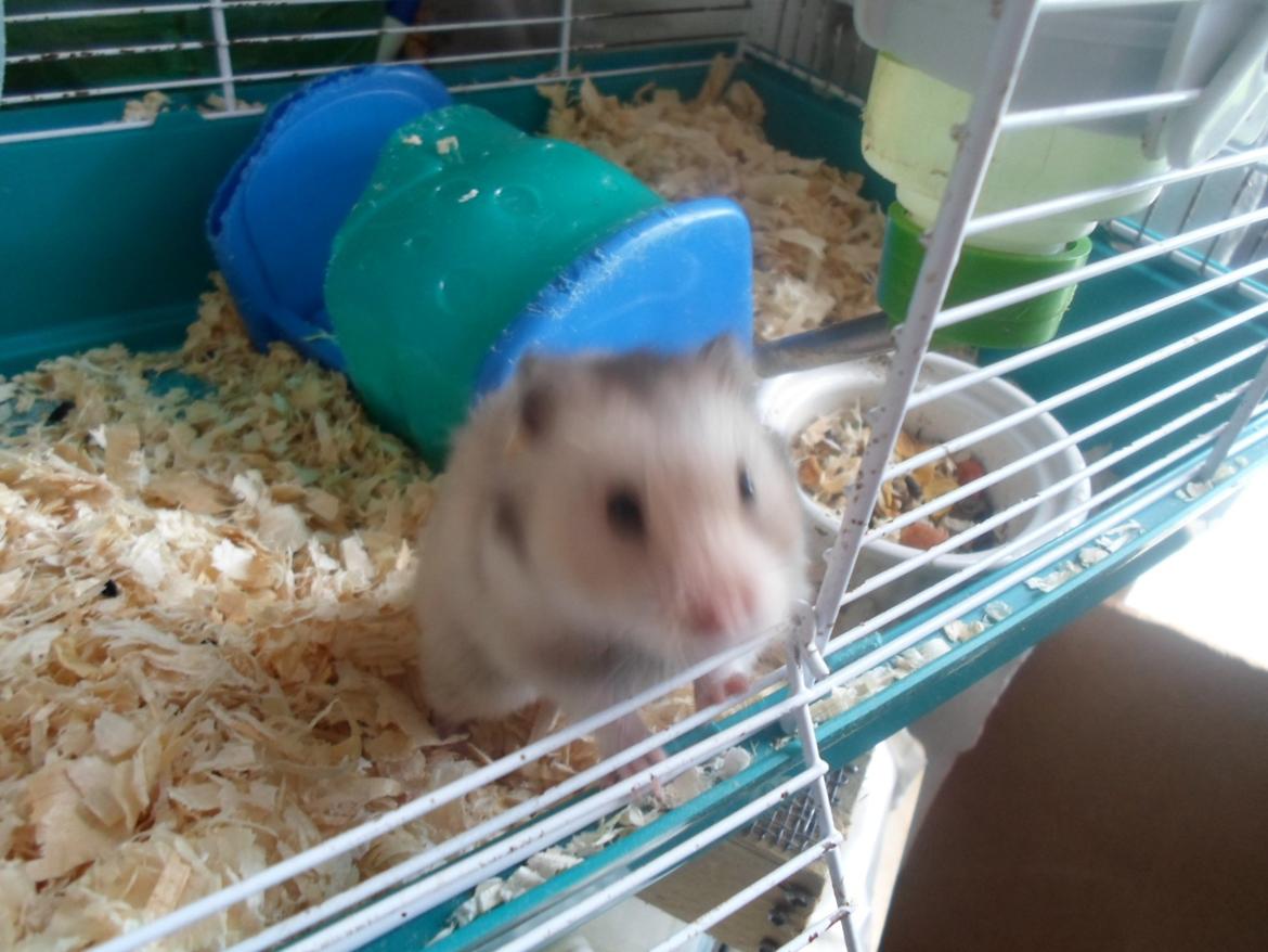 Hamster Bianca billede 3