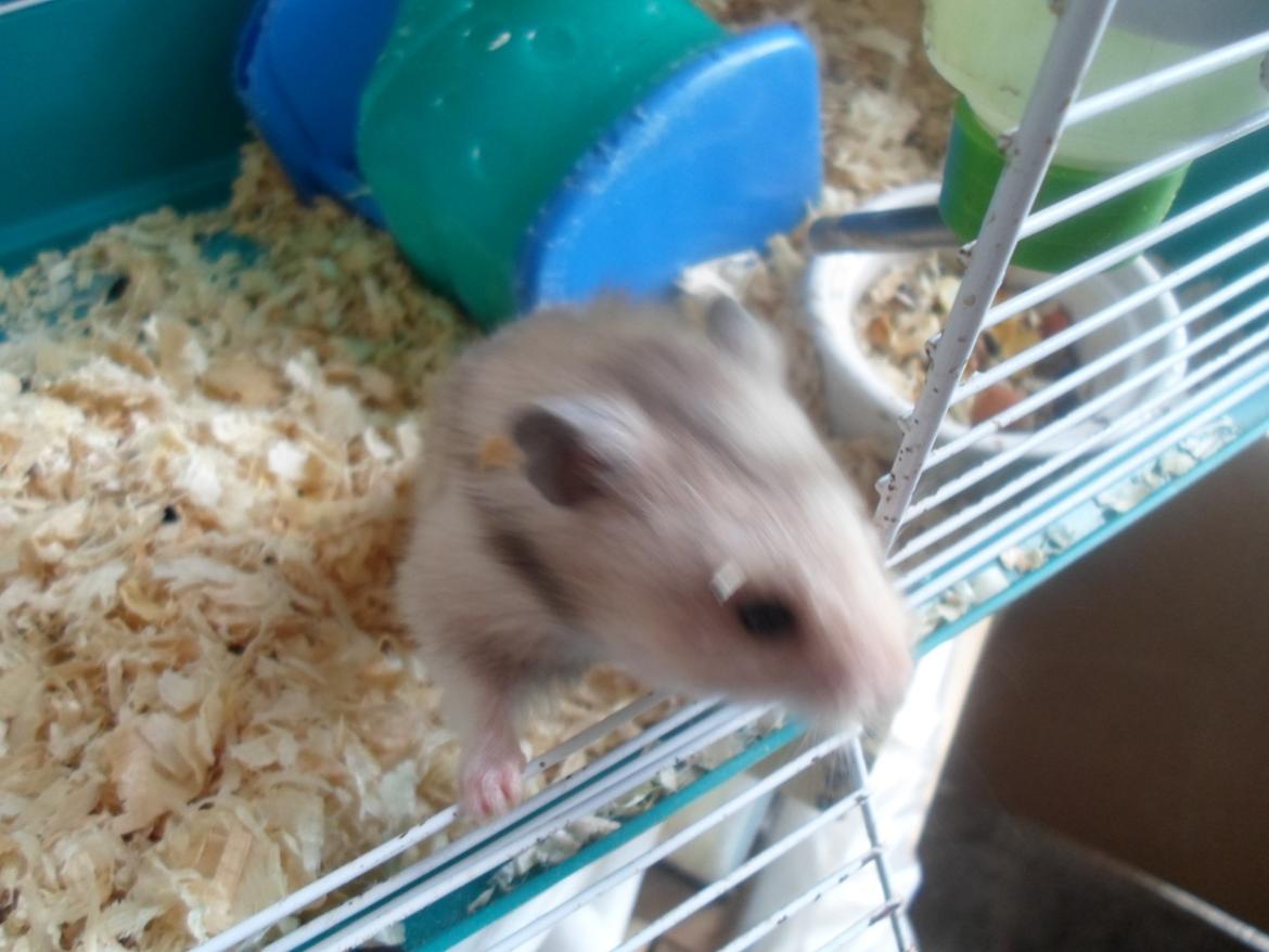 Hamster Bianca billede 4