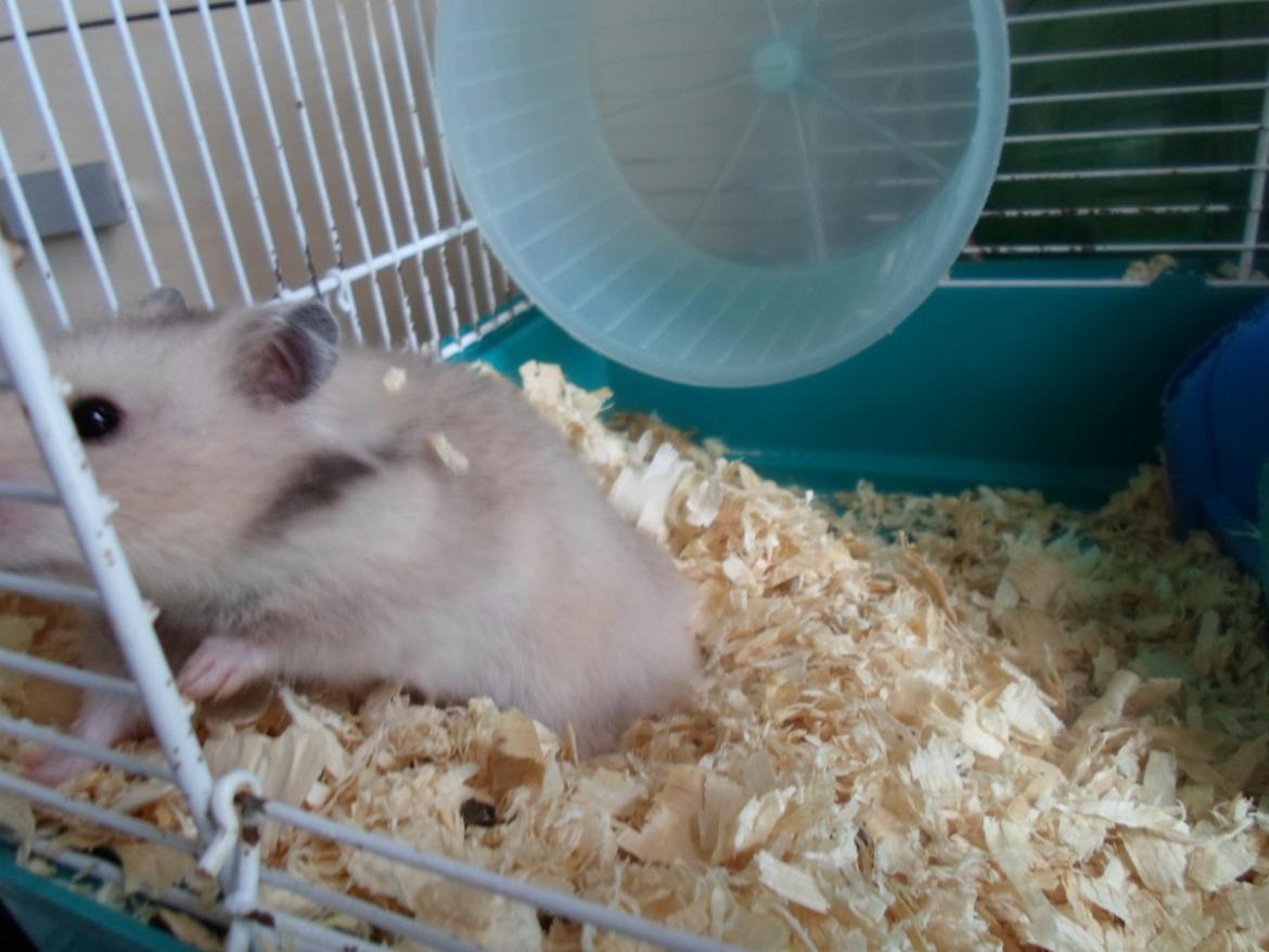 Hamster Bianca billede 5