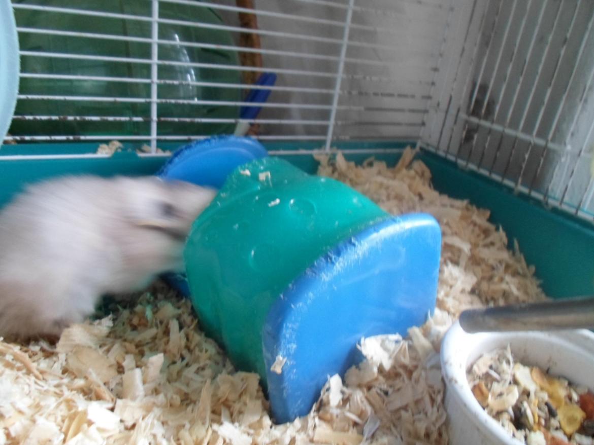 Hamster Bianca billede 6