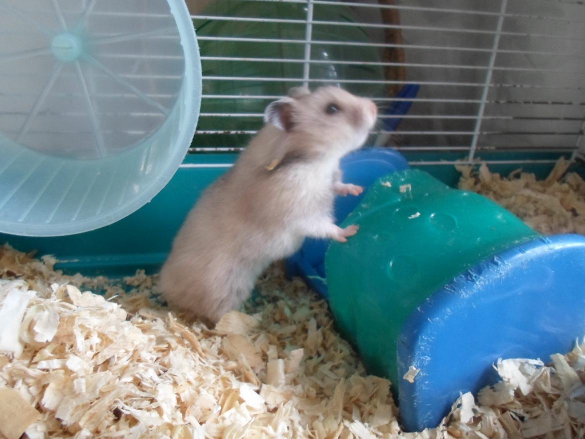 Hamster Bianca billede 7