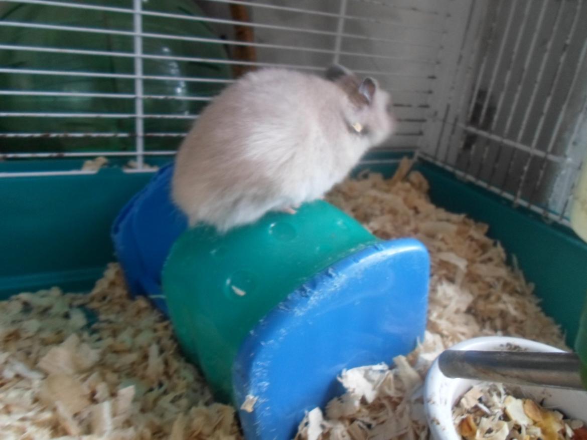 Hamster Bianca billede 8