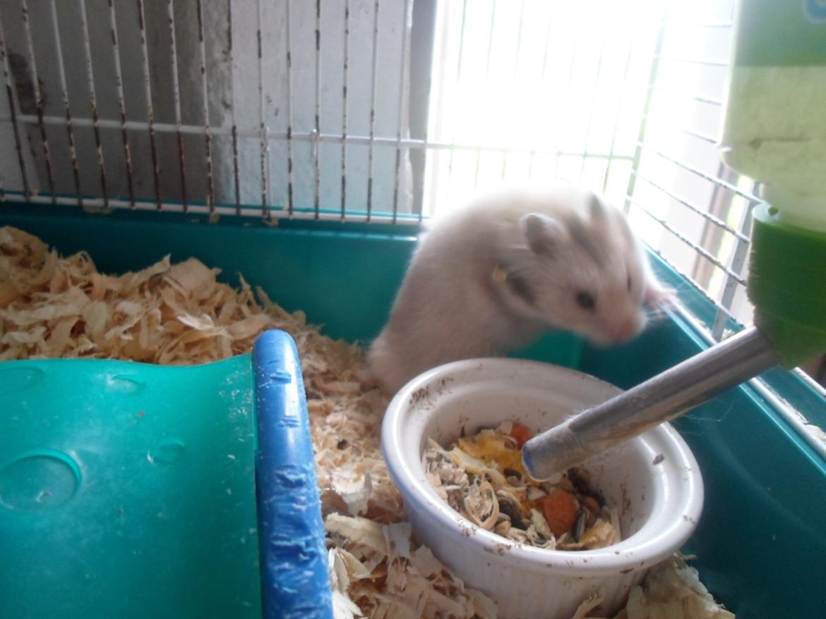 Hamster Bianca billede 9